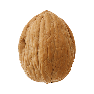 Singular Nut